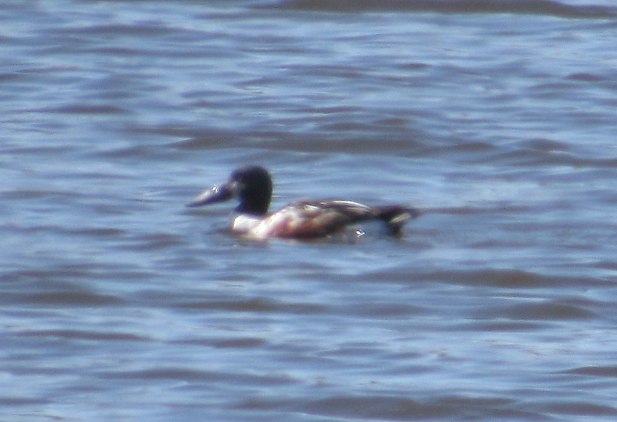 duck sp. - ML422376991