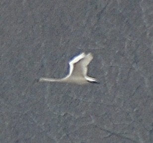 Tundra Swan - ML422377521