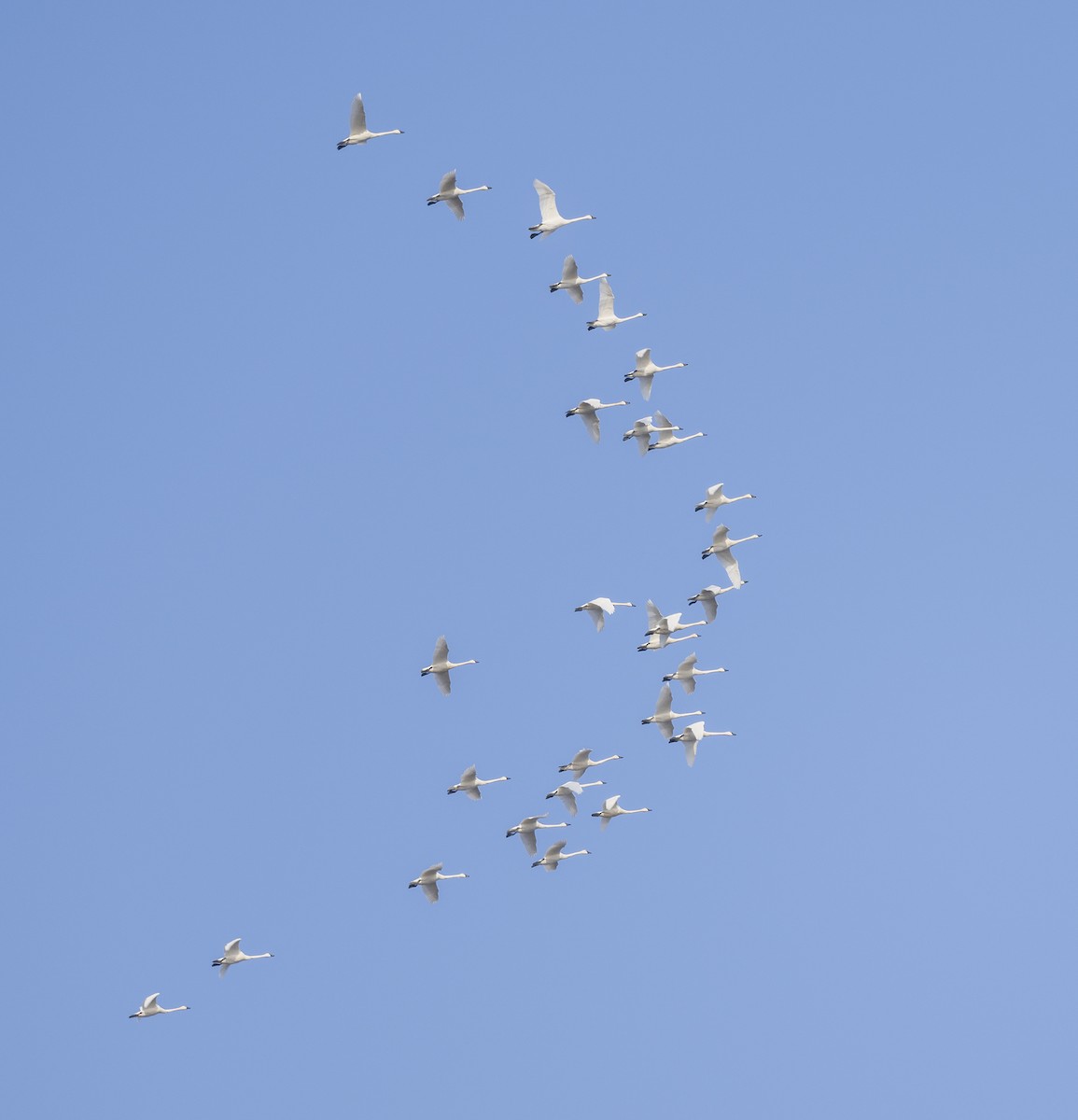 Tundra Swan - Jocelyn  Anderson