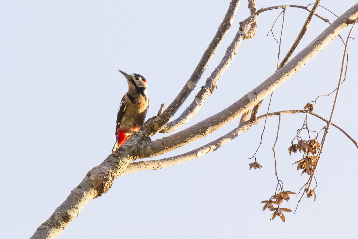 Great Spotted Woodpecker - ML42238221