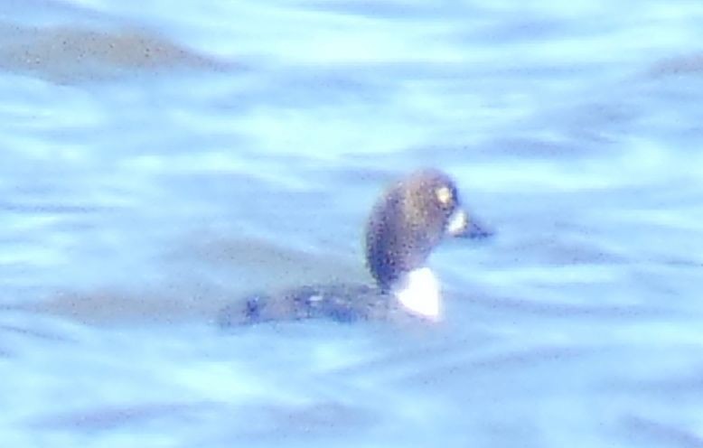 Common Goldeneye - ML422382421