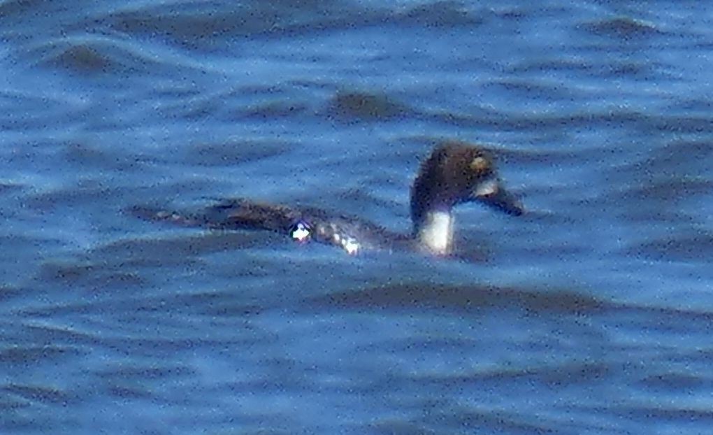 Common Goldeneye - ML422382441