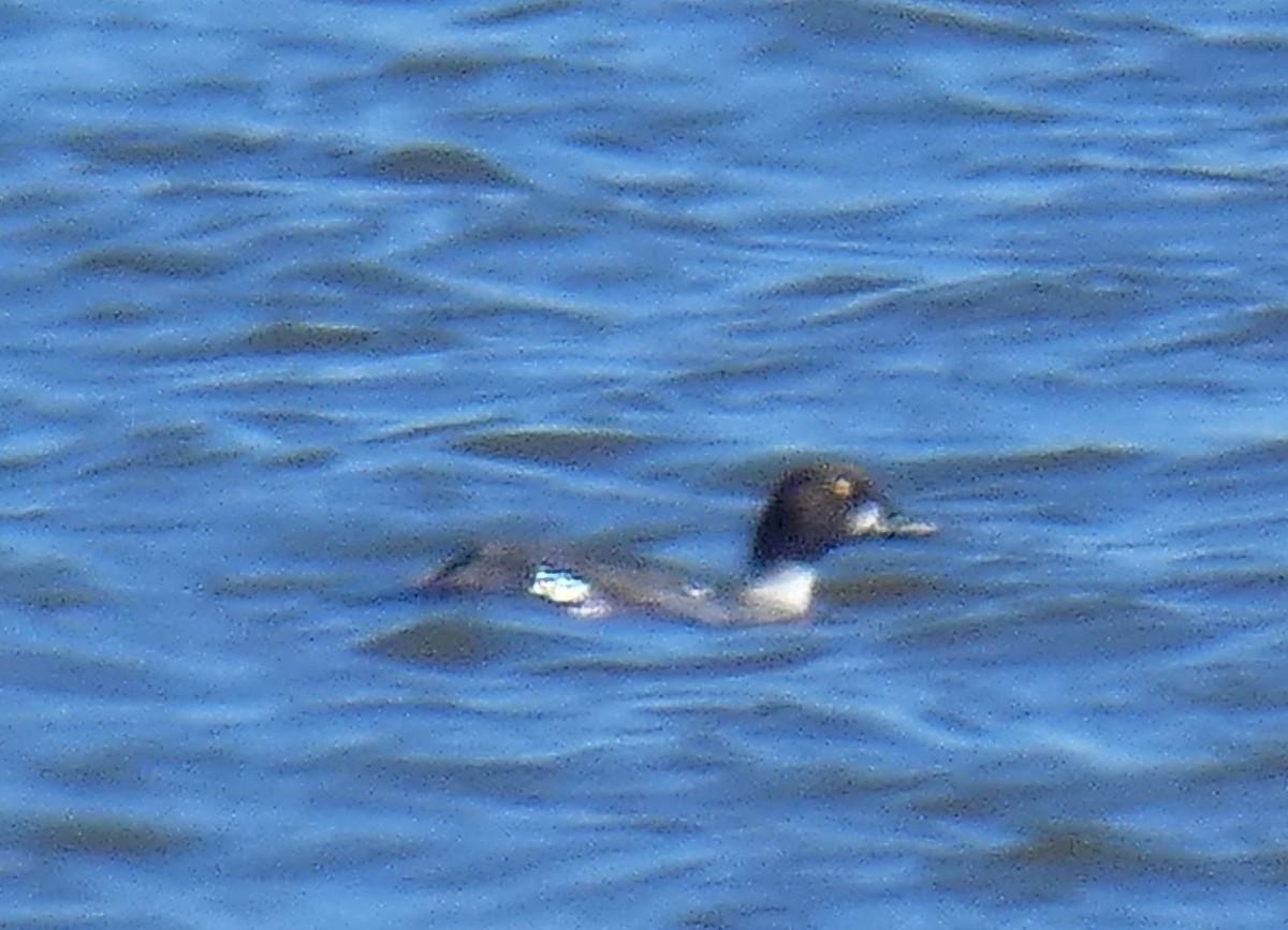 Common Goldeneye - ML422382471