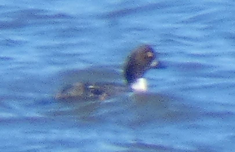 Common Goldeneye - ML422382481