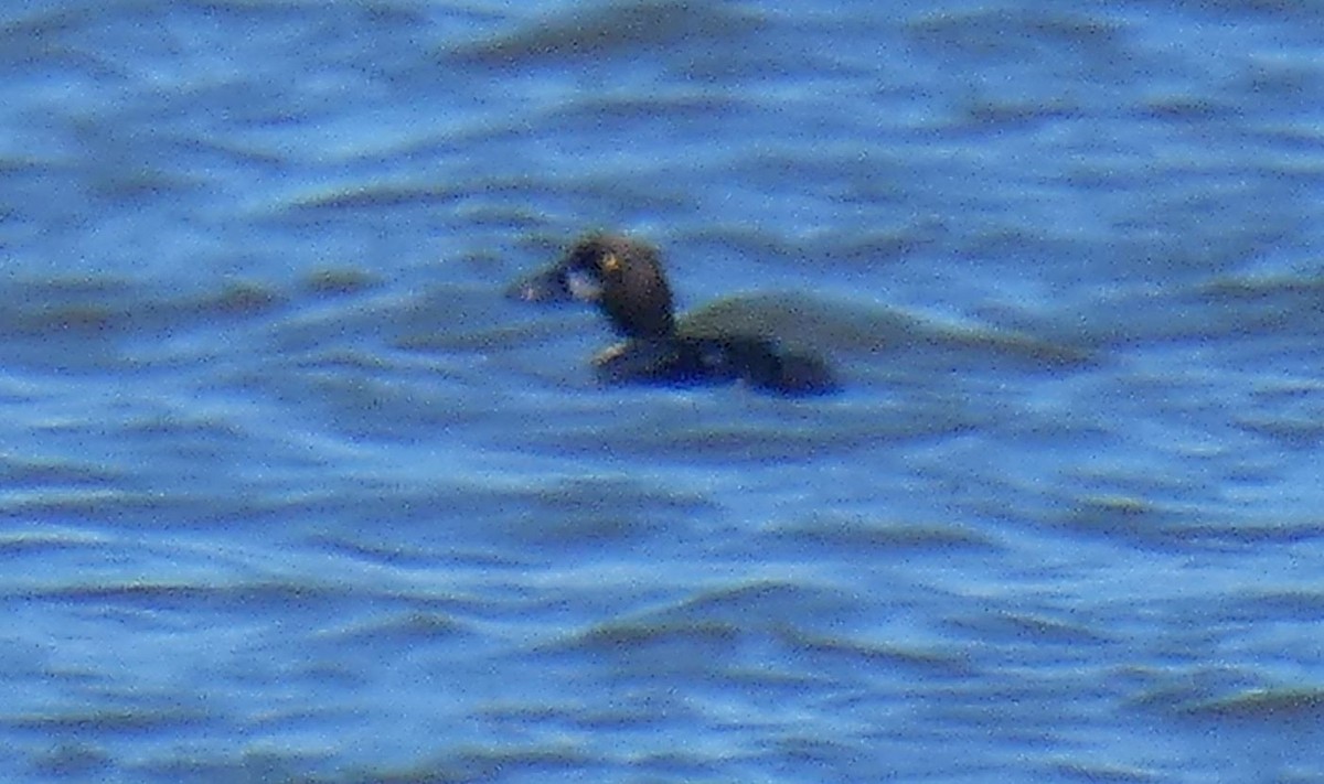 Common Goldeneye - ML422382521