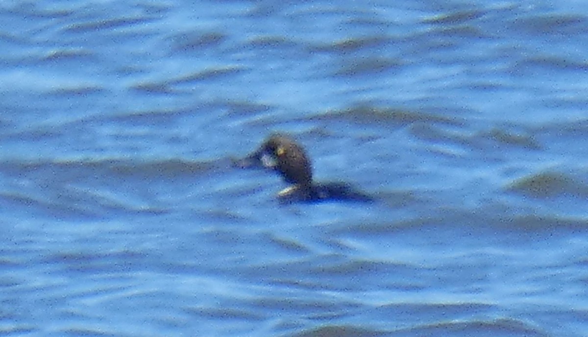 Common Goldeneye - ML422382531