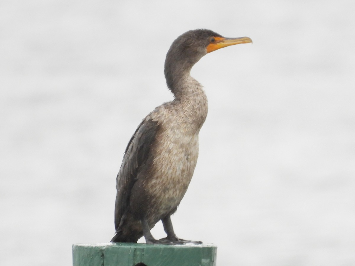 Double-crested Cormorant - ML422382731