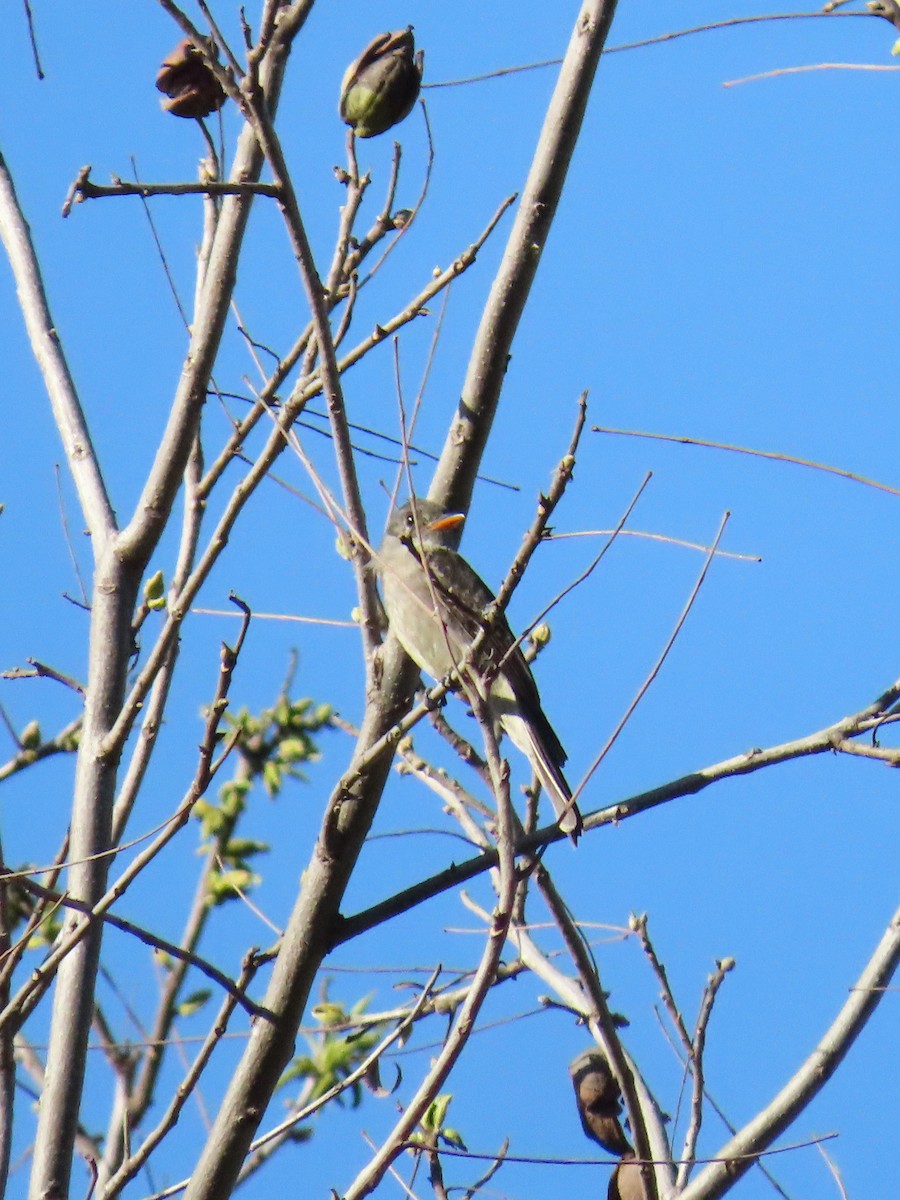 Greater Pewee - ML422384411