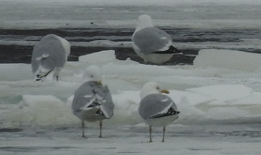 Iceland Gull (kumlieni) - ML422384951