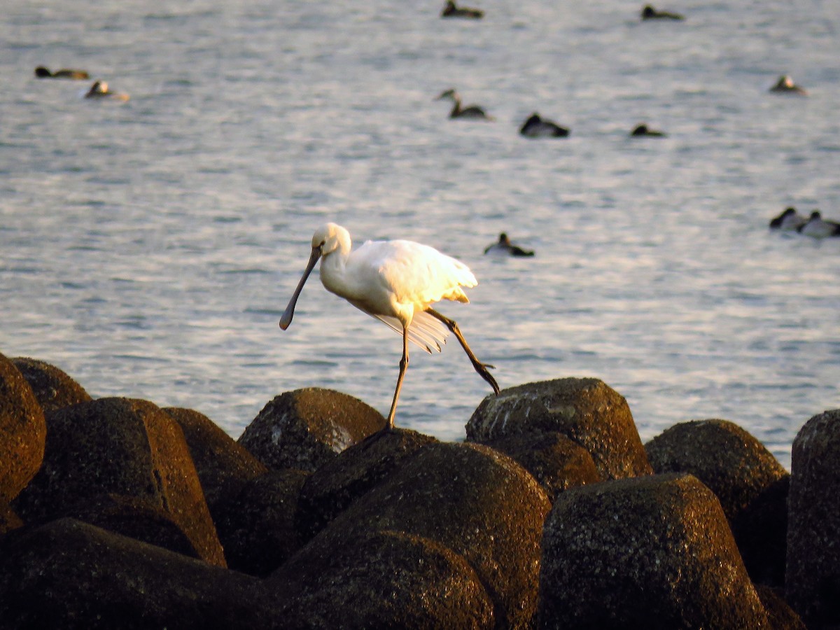 Eurasian Spoonbill - A. Laquidara