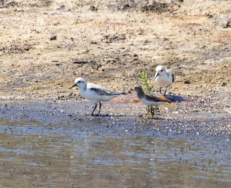 Least Sandpiper - ML422386221