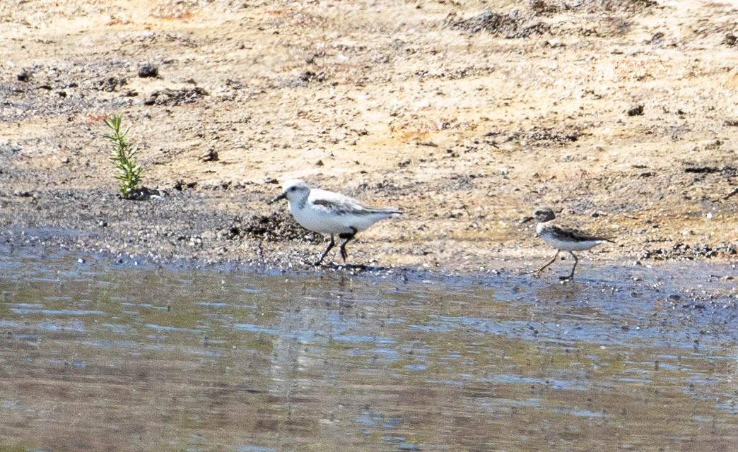 Least Sandpiper - ML422386271