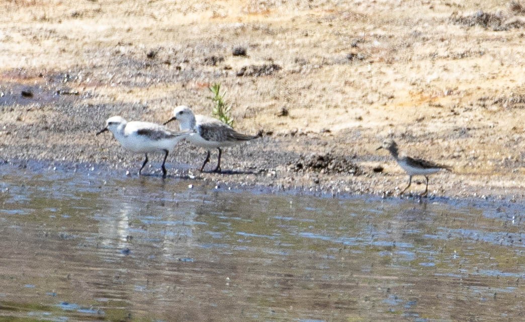 Least Sandpiper - ML422386281