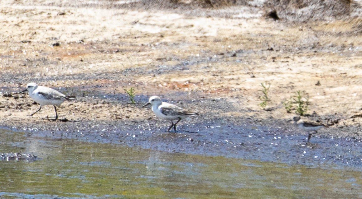 Least Sandpiper - ML422386311