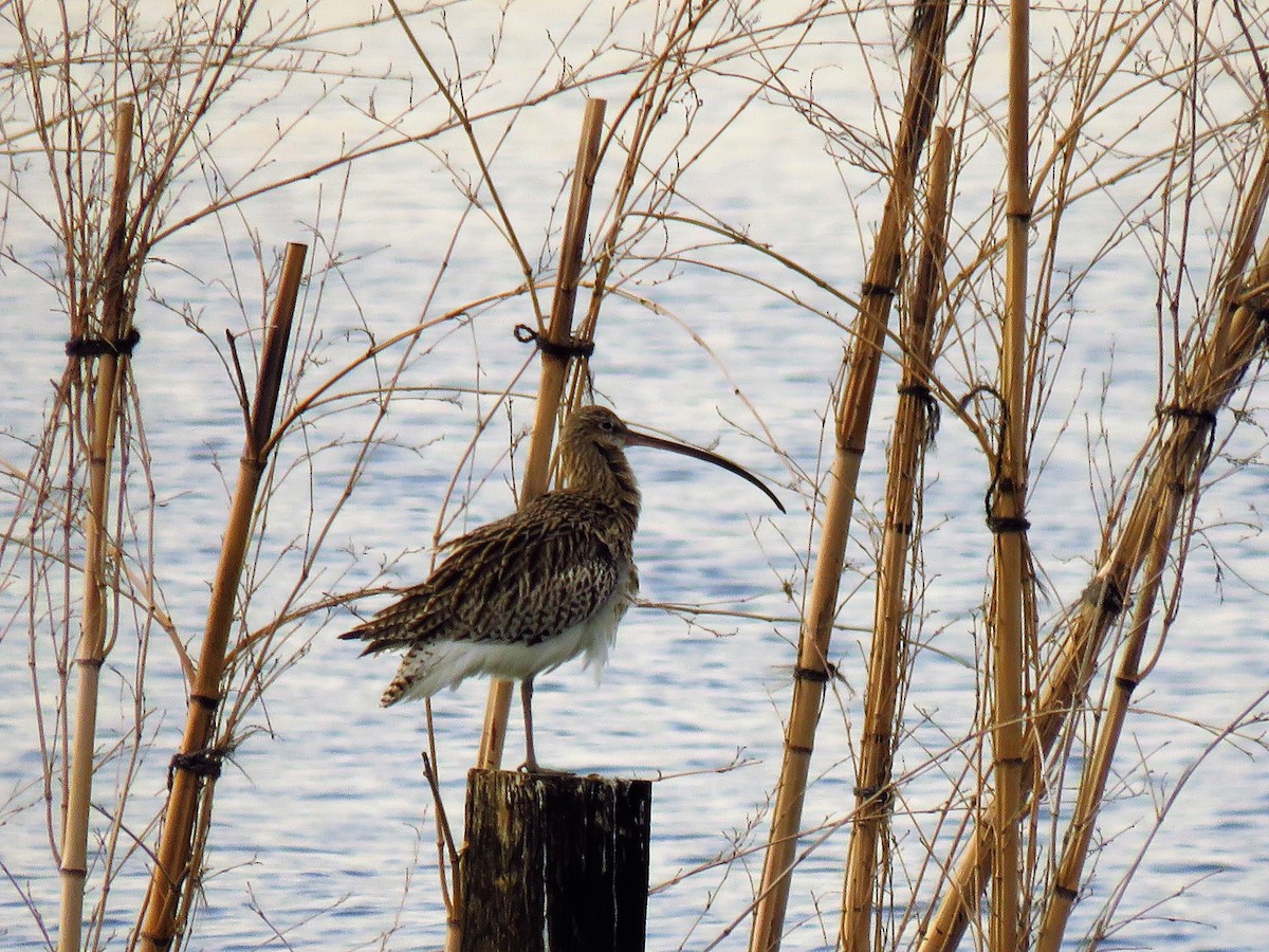 Eurasian Curlew - ML42238681