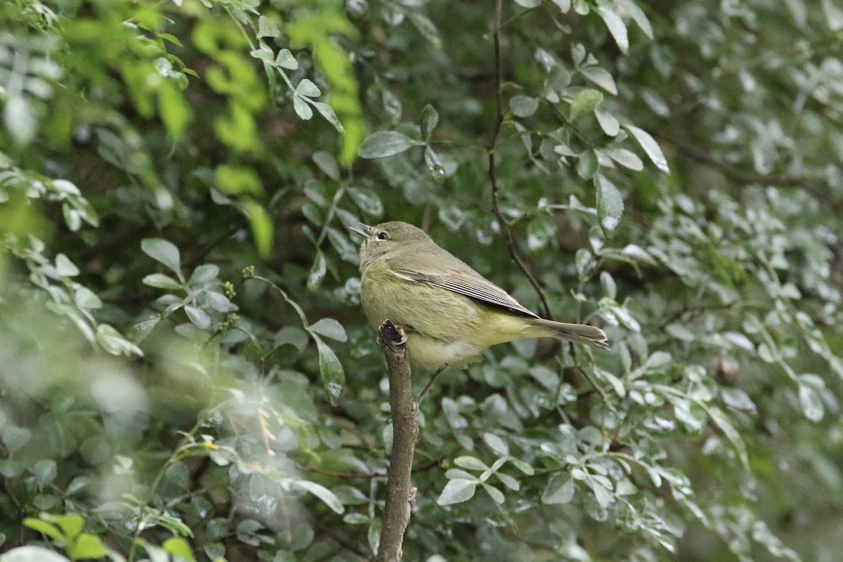 Orange-crowned Warbler - ML422388761