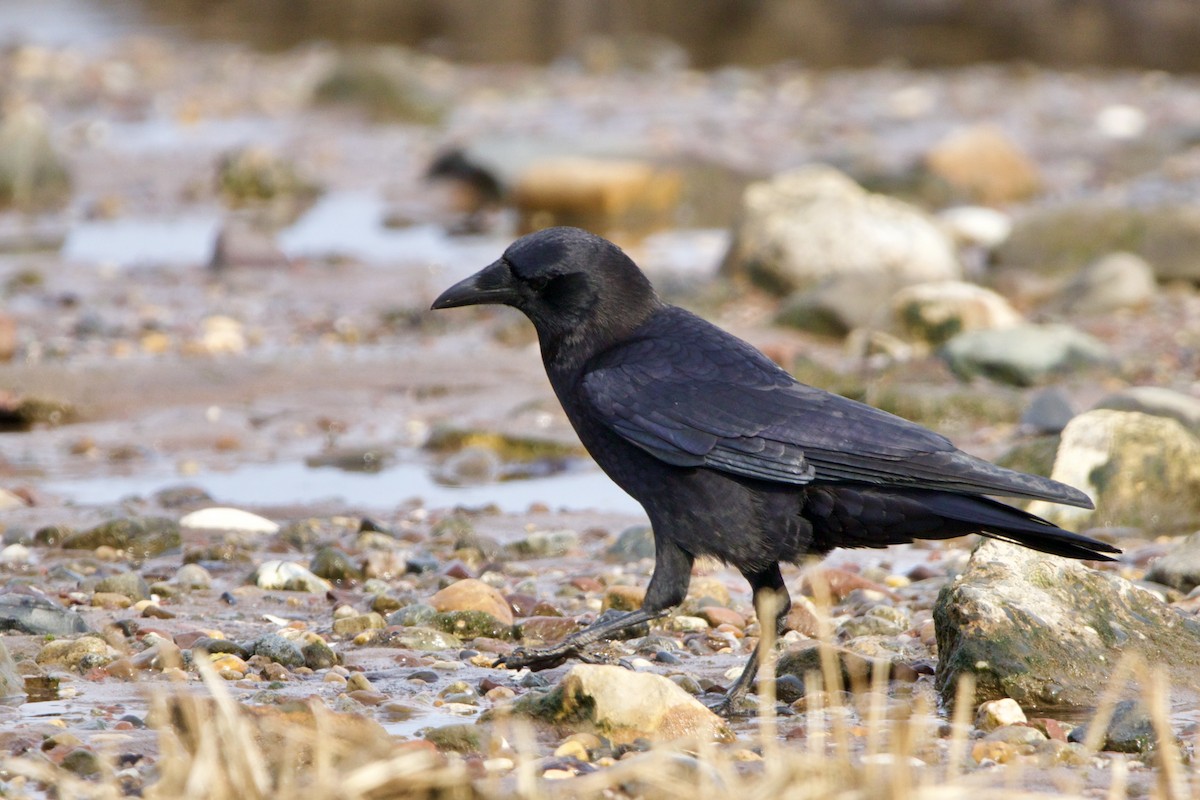 American Crow - ML422389811