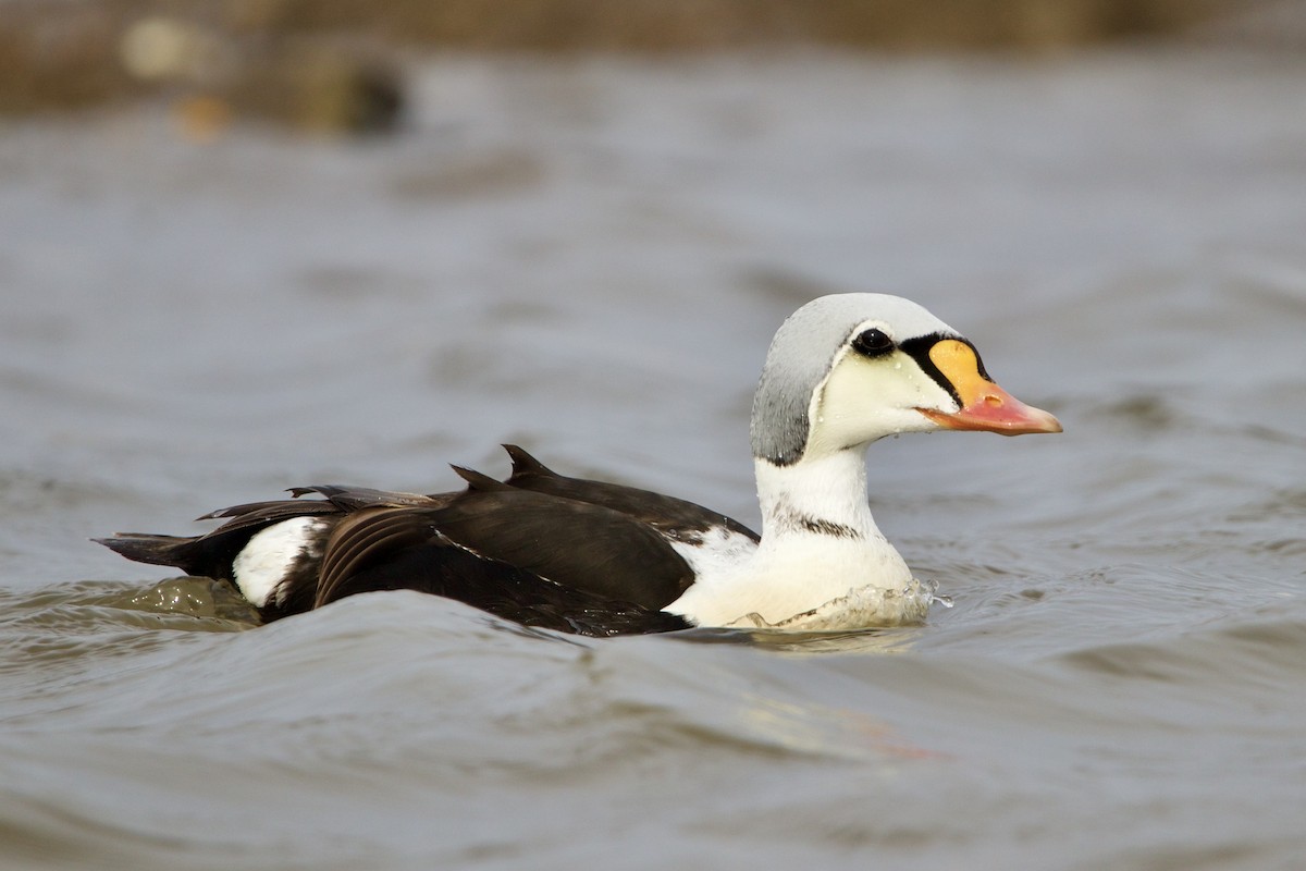 King Eider - ML422390071