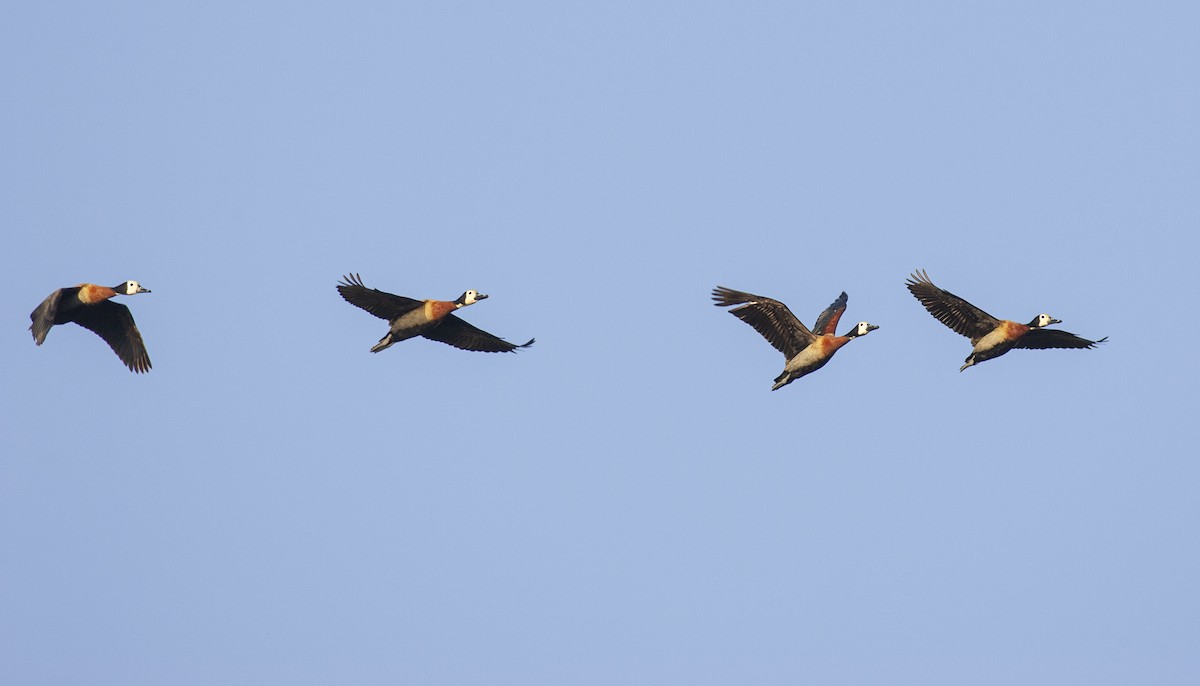 White-faced Whistling-Duck - ML422390091