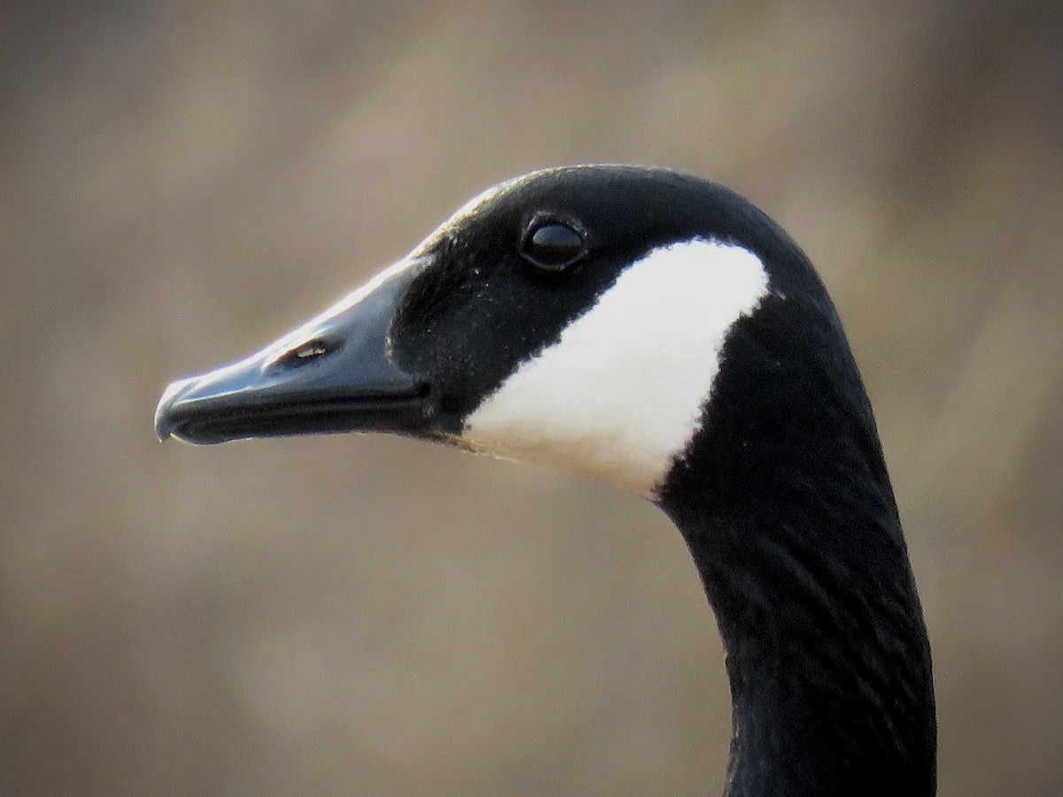 Canada Goose - Samuel Keener