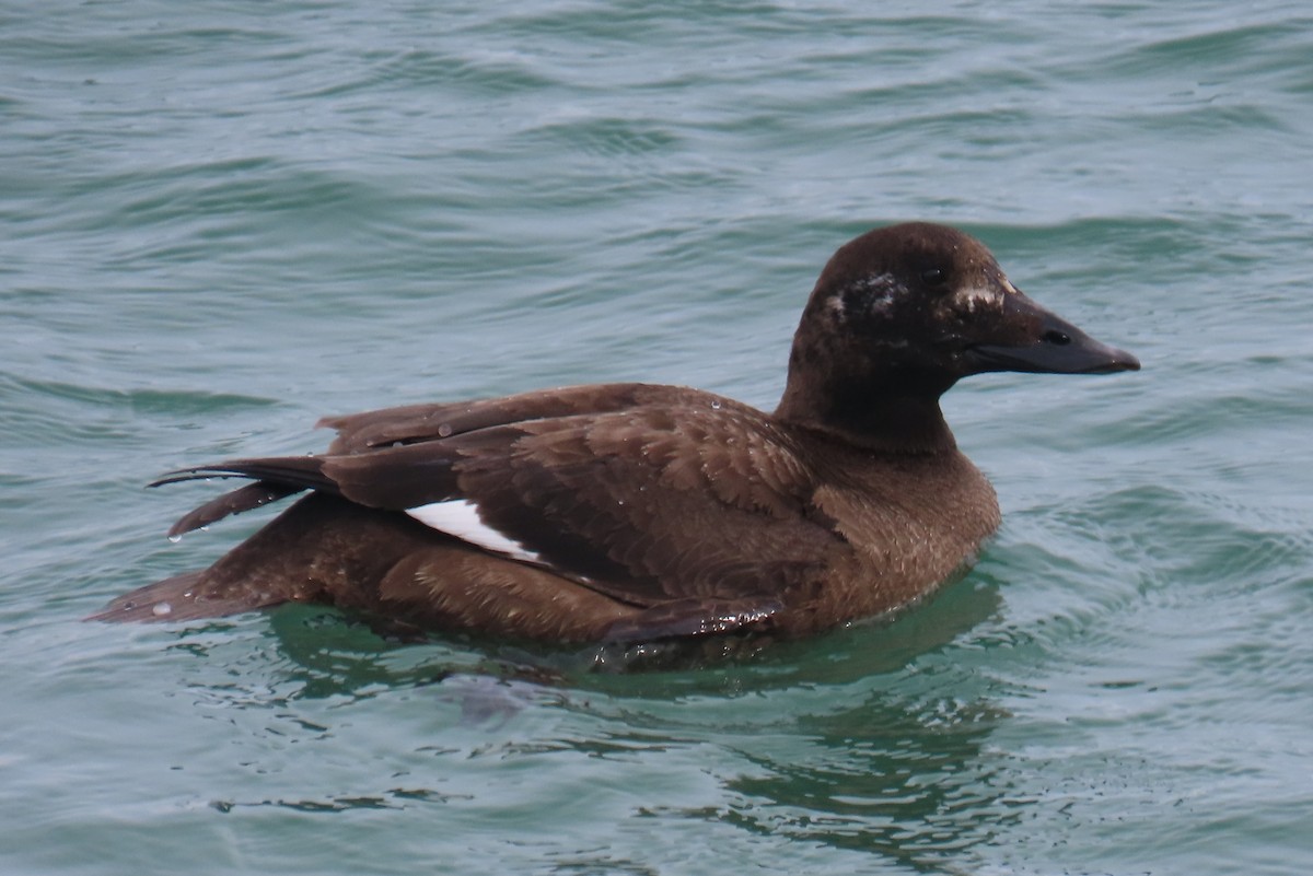 White-winged Scoter - ML422390341