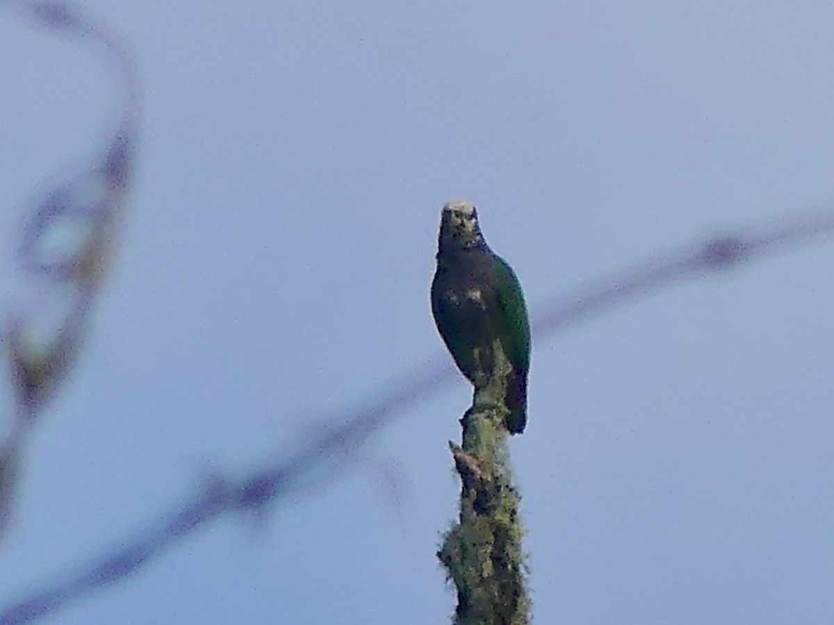 Speckle-faced Parrot - ML422391751