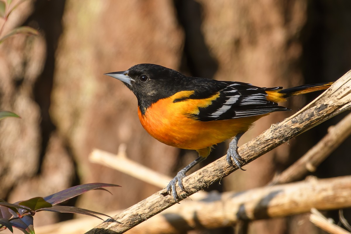 Baltimore Oriole - Keith Kennedy
