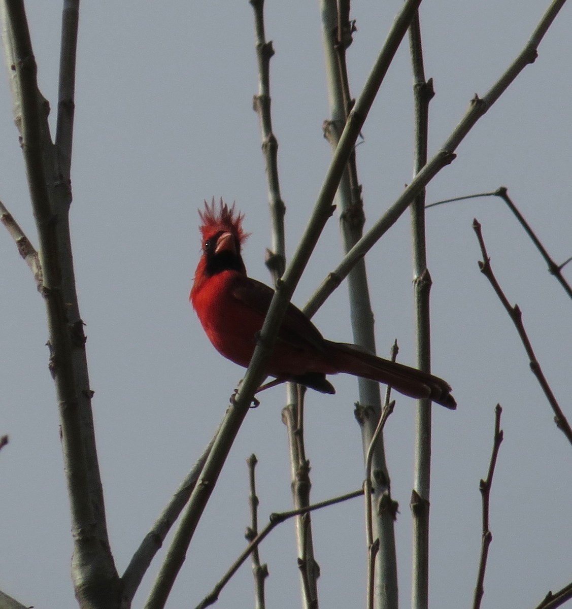 Northern Cardinal - ML422395331