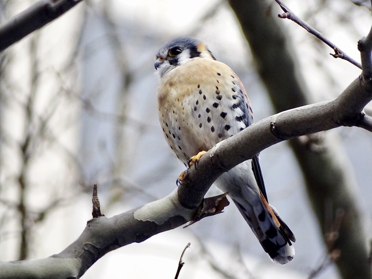 American Kestrel - ML422395451