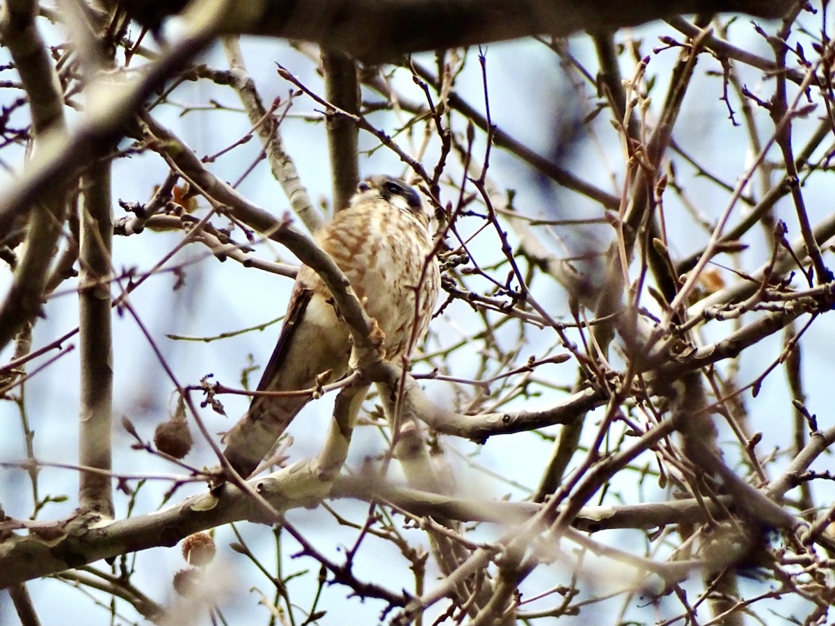 American Kestrel - ML422395581