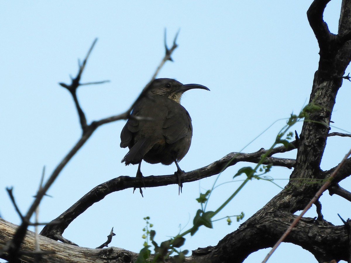 California Thrasher - ML422396461
