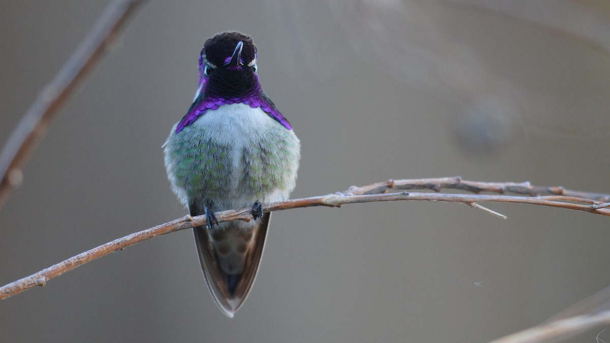 Costa's Hummingbird - ML422397211