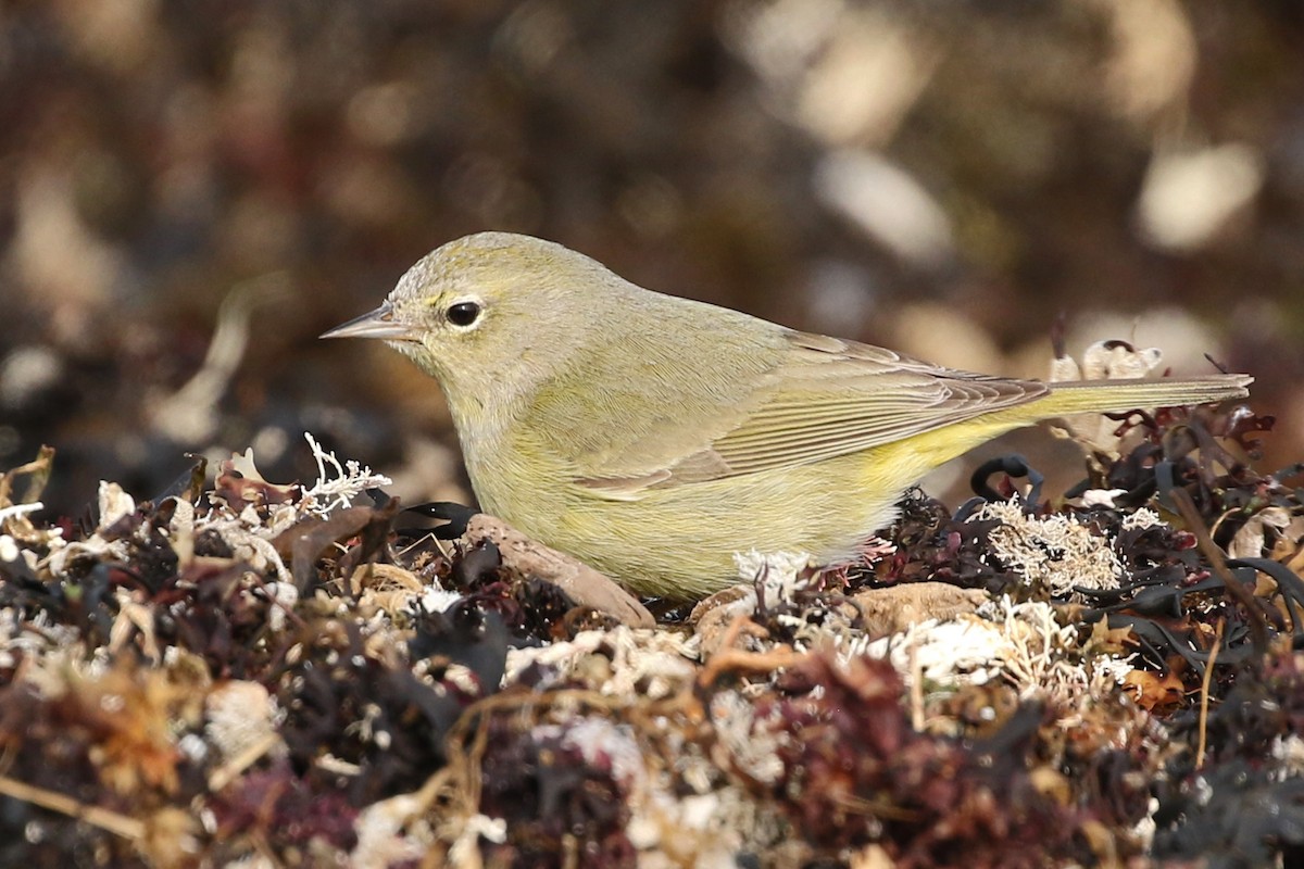 Orange-crowned Warbler - ML422397581