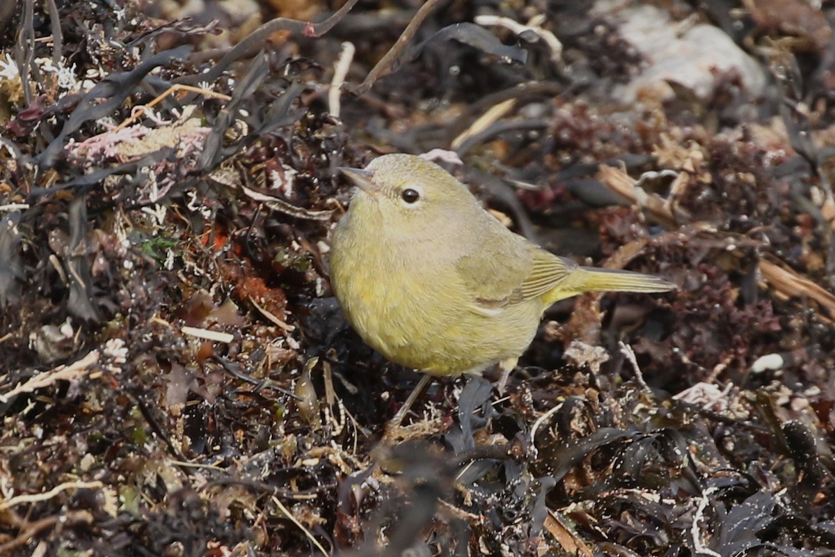 Orange-crowned Warbler - ML422397591