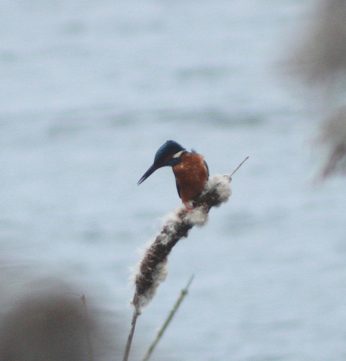 Common Kingfisher - ML422398361