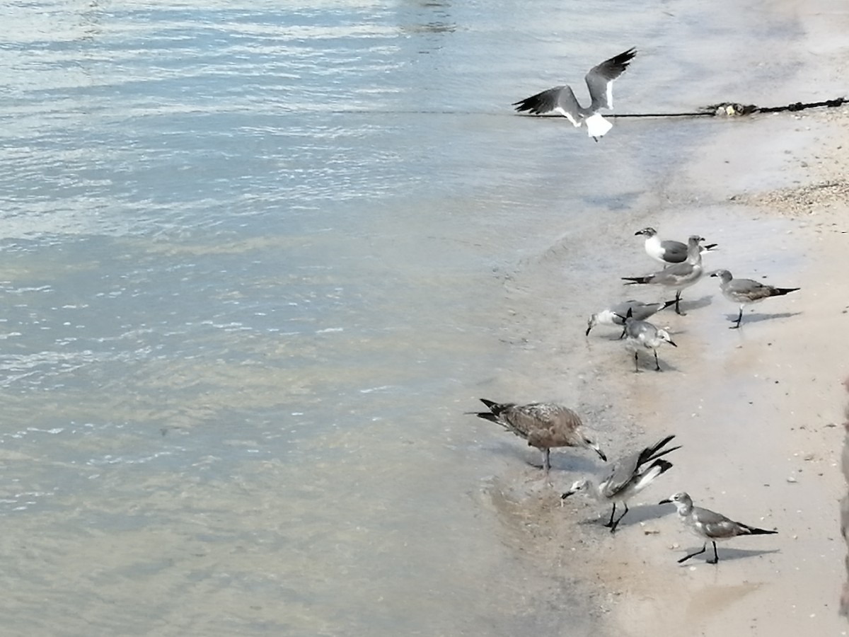 Larus sp. - ML422398571