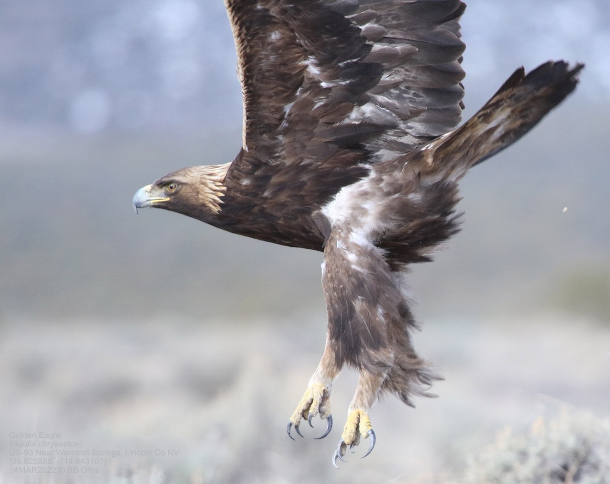 Golden Eagle - ML422398581