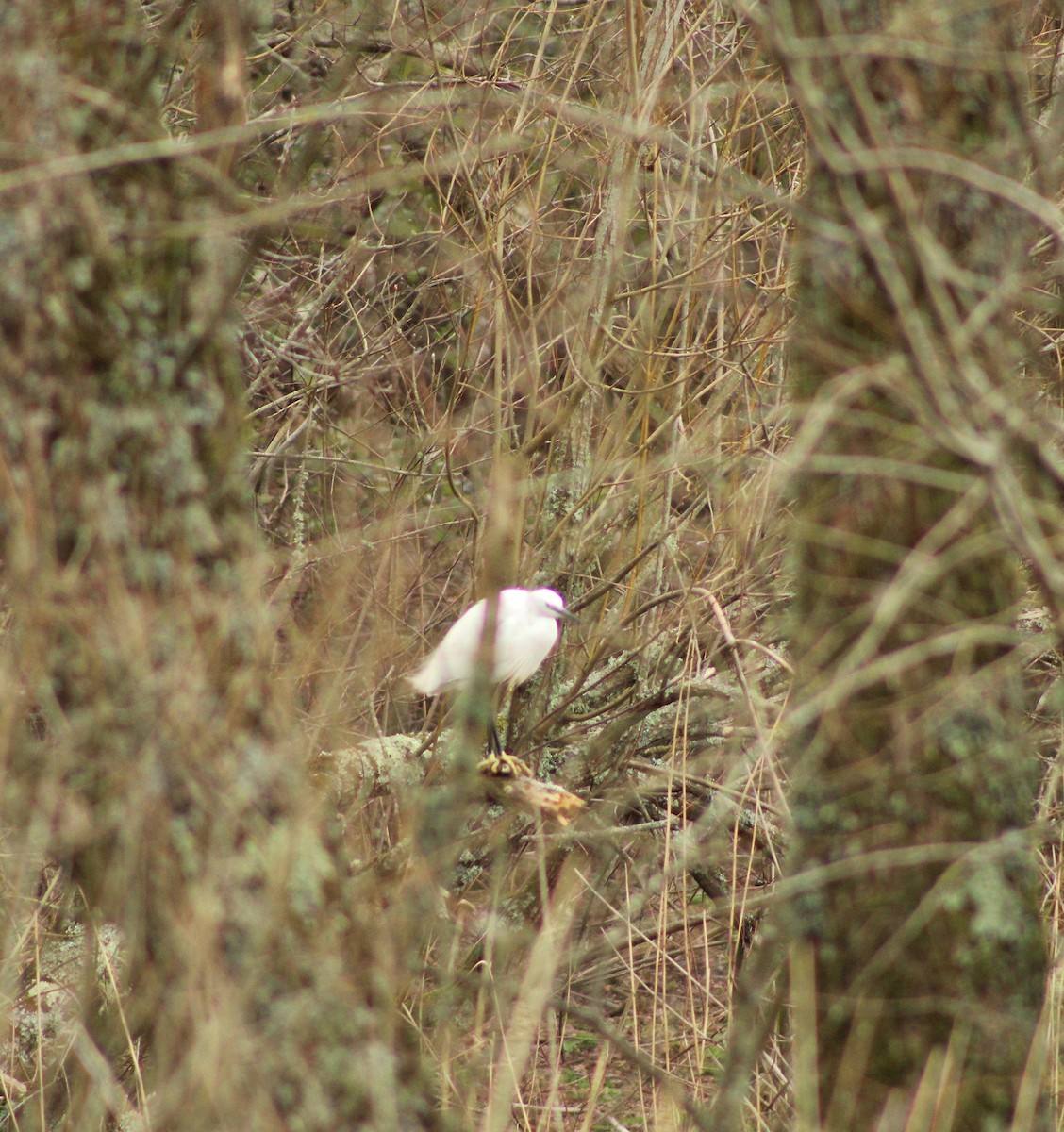 Little Egret - ML422398641