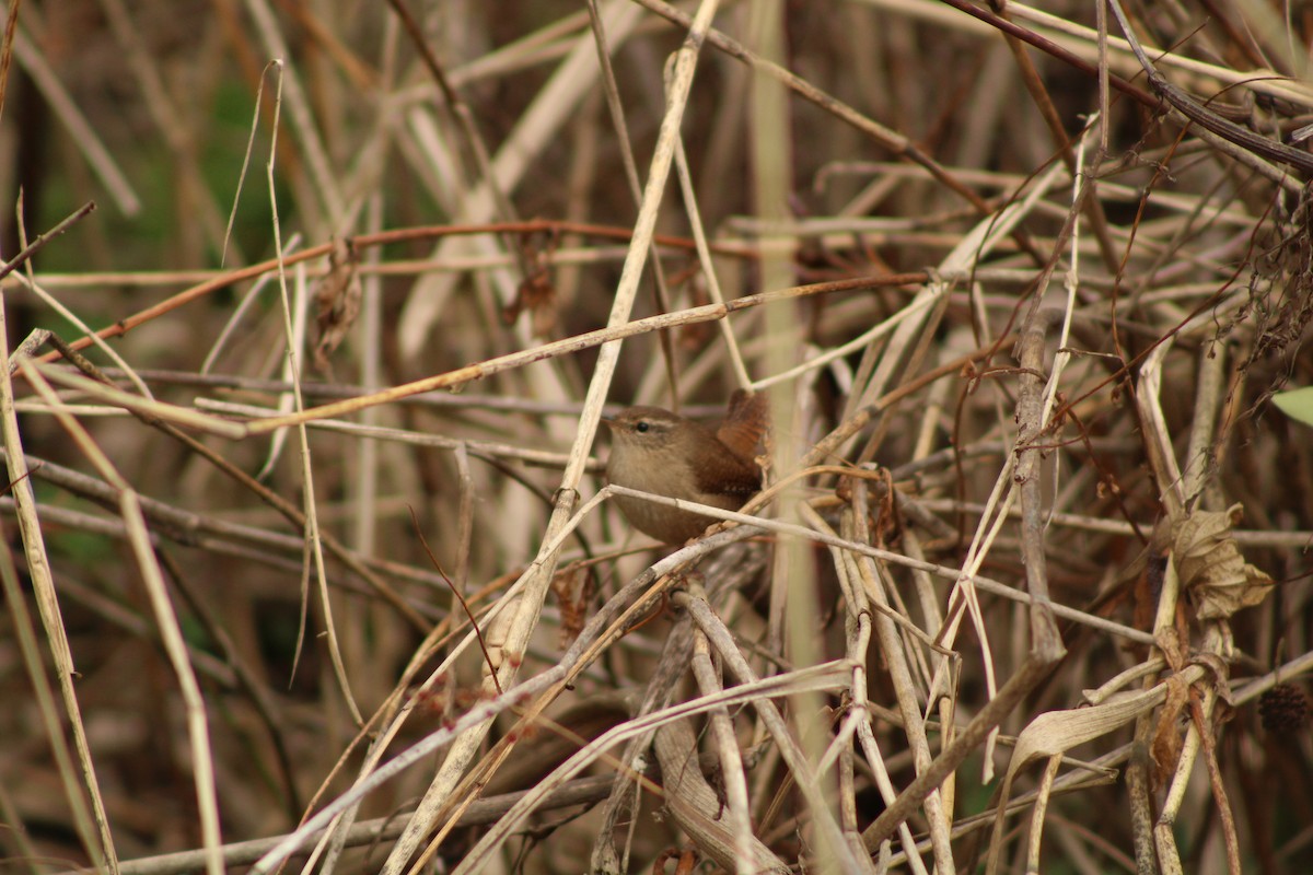 Eurasian Wren - ML422398811