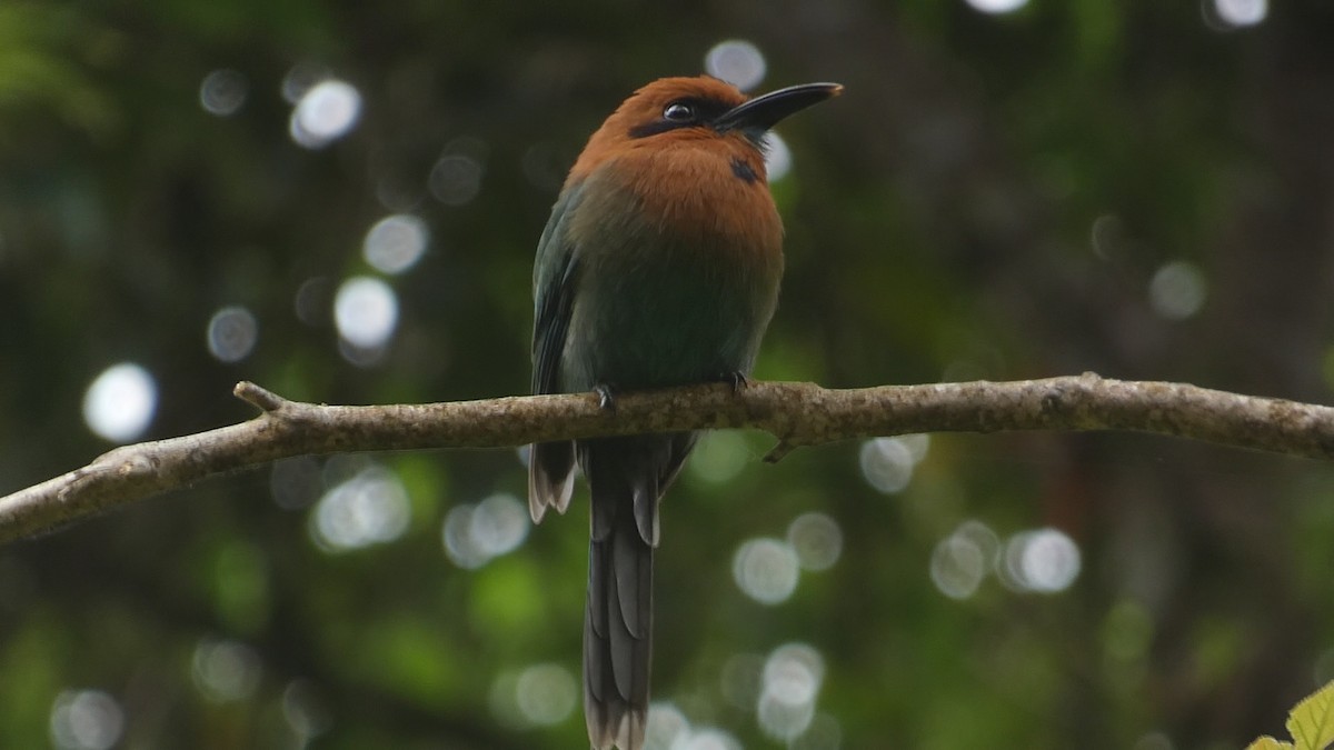 Broad-billed Motmot - ML422402951