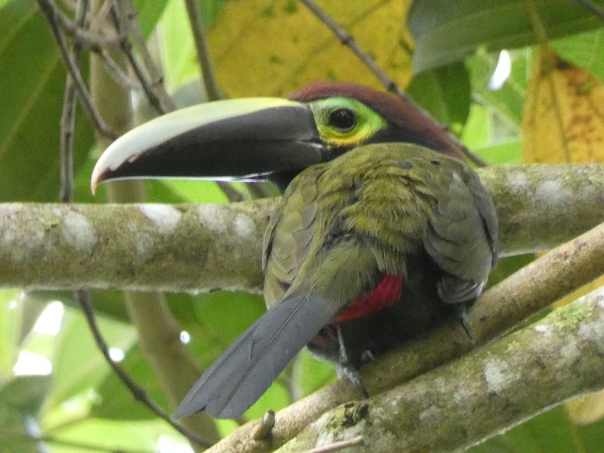 Yellow-eared Toucanet - ML422403791