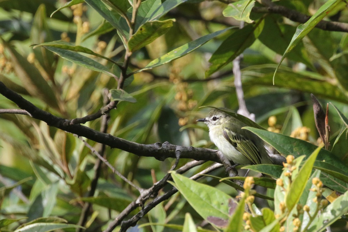 Alagoas Tyrannulet - Daniel Branch