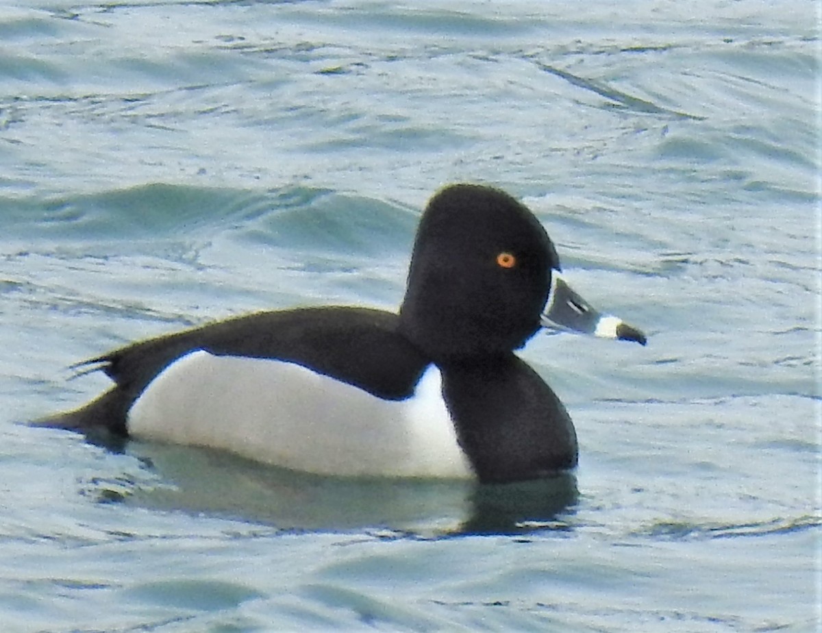 Ring-necked Duck - Lucio 'Luc' Fazio