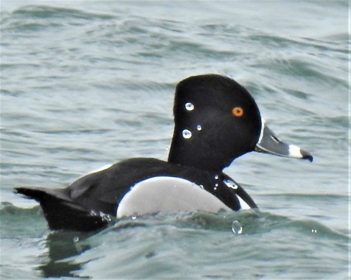 Ring-necked Duck - Lucio 'Luc' Fazio