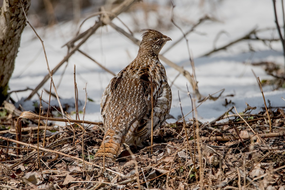 Ruffed Grouse - Sue Barth
