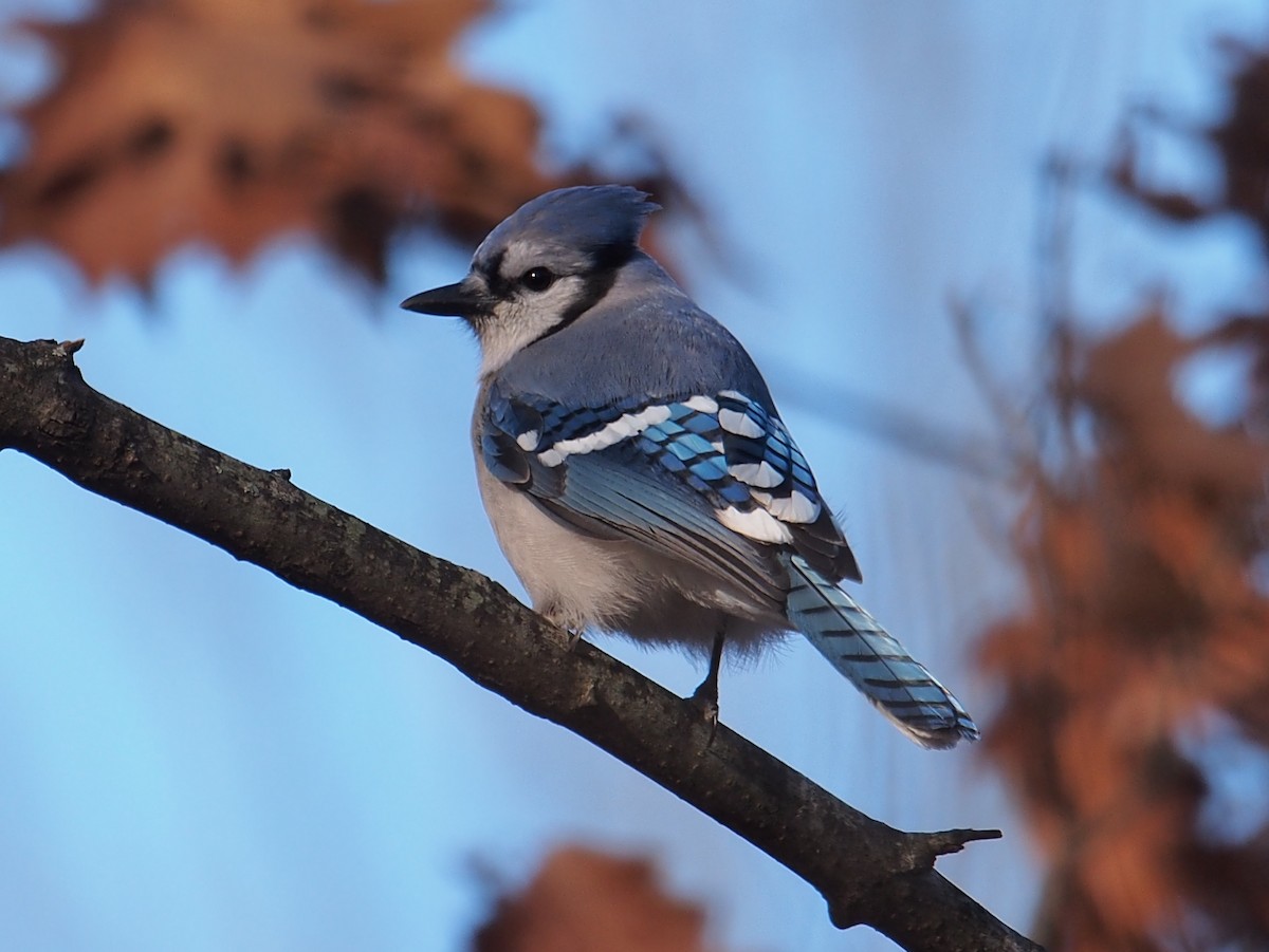 Blue Jay - ML42240721