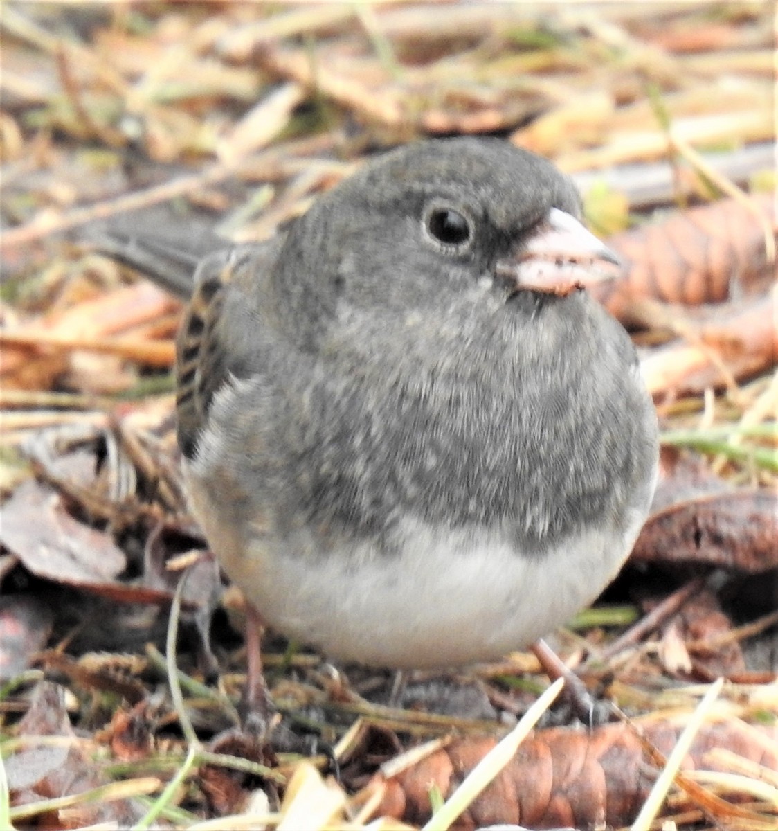 Dark-eyed Junco (Slate-colored) - ML422407621