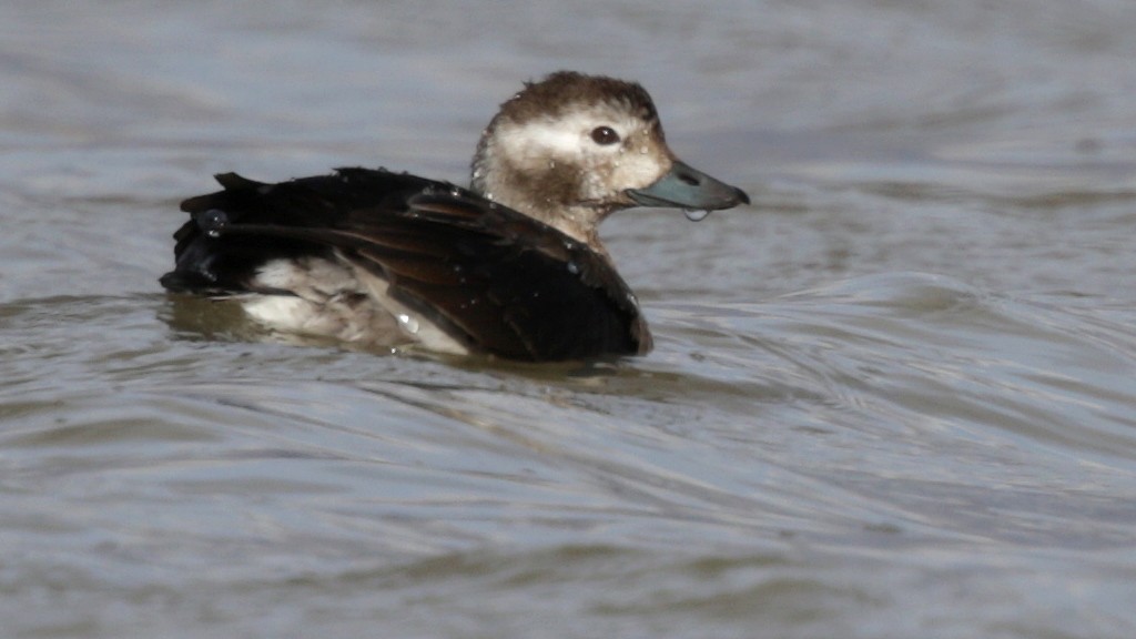 Long-tailed Duck - ML42240791
