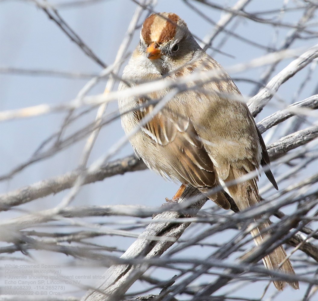 White-crowned Sparrow - ML422408811