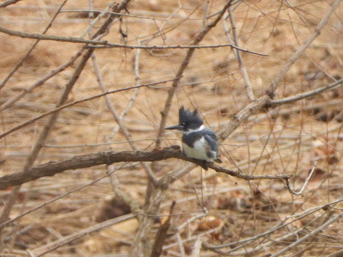 Belted Kingfisher - ML422409381